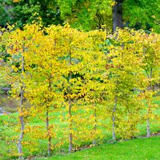 Beech hedging