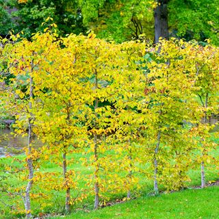 Beech hedging