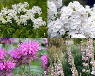 Mountain Mint, Garden Phlox David, Bee Balm, Palmer's Penstemon