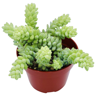 A live burro's tail succulent from Amazon