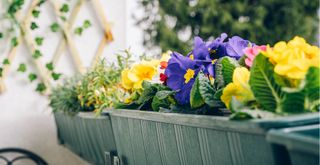 Primroses in a window box on a balcony to support expert advice on what to do with primroses after flowering