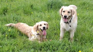 Lowen and Indy playing in grass