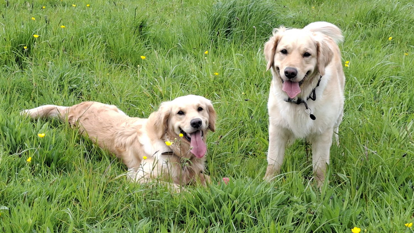 Lowen and Indy playing in grass