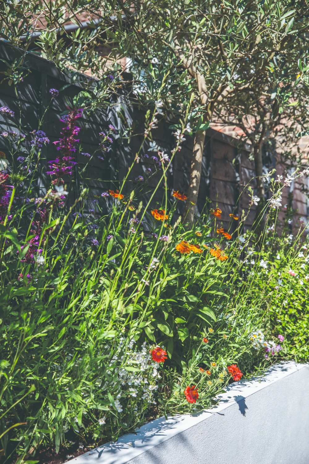 Colorful poppies in modern flower bed