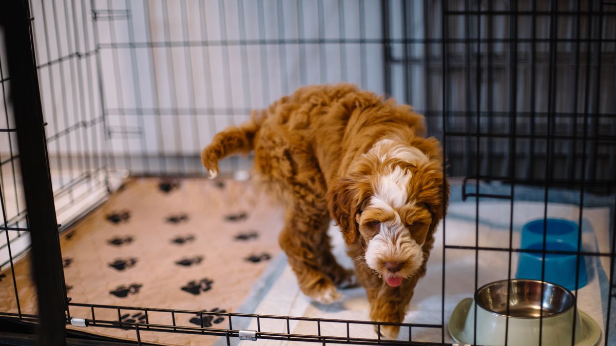 Dog leaving it&#039;s crate