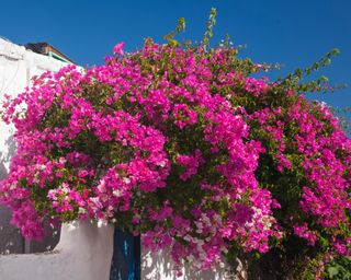 Bougainvillea growing over a wall