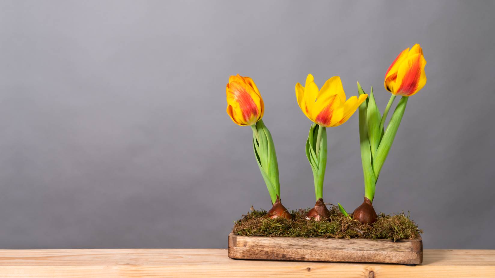 Three forced orange and yellow tulips growing from bulbs on a piece of wood