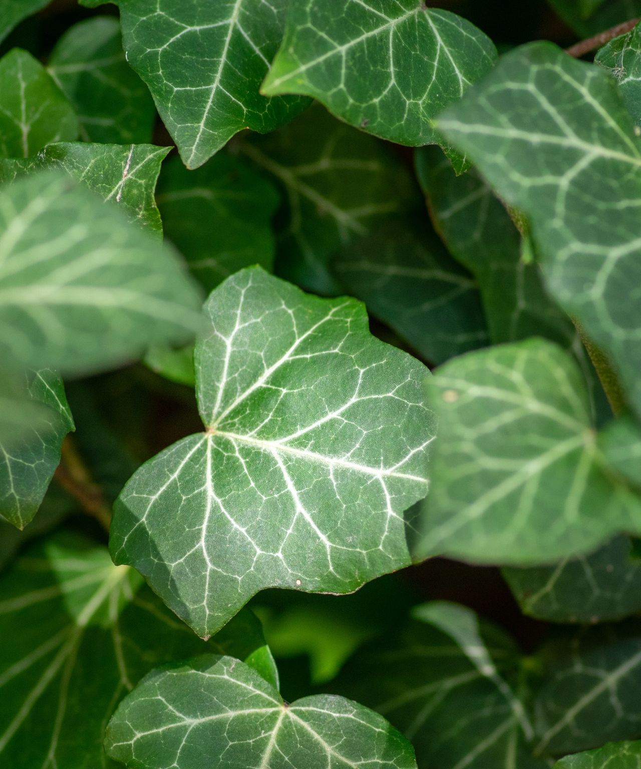 Ivy growing in a garden