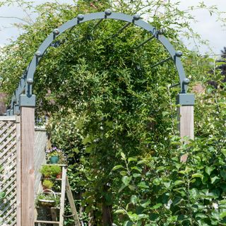 Garden arch with a jasmine plant