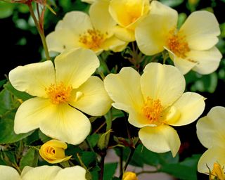 8 Roses Pollinators Love: Best Types For Butterflies & Bees | Gardening ...