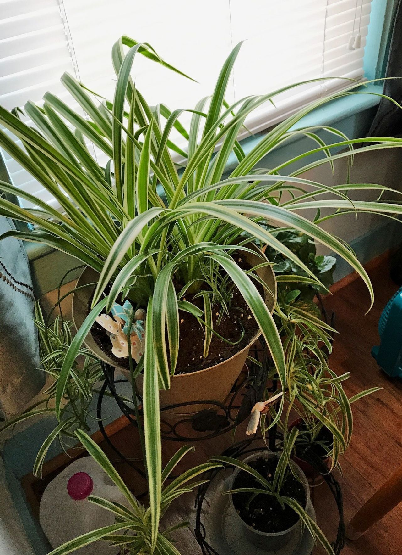 Spiderettes On Spider Plant Houseplant