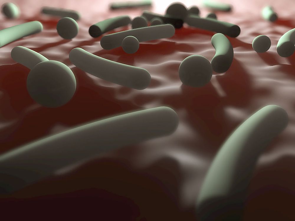 microbiome image of bacteria