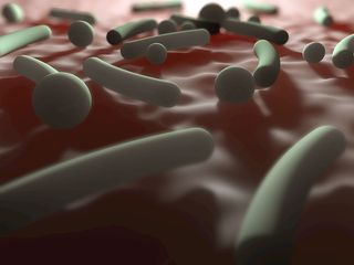 microbiome image of bacteria