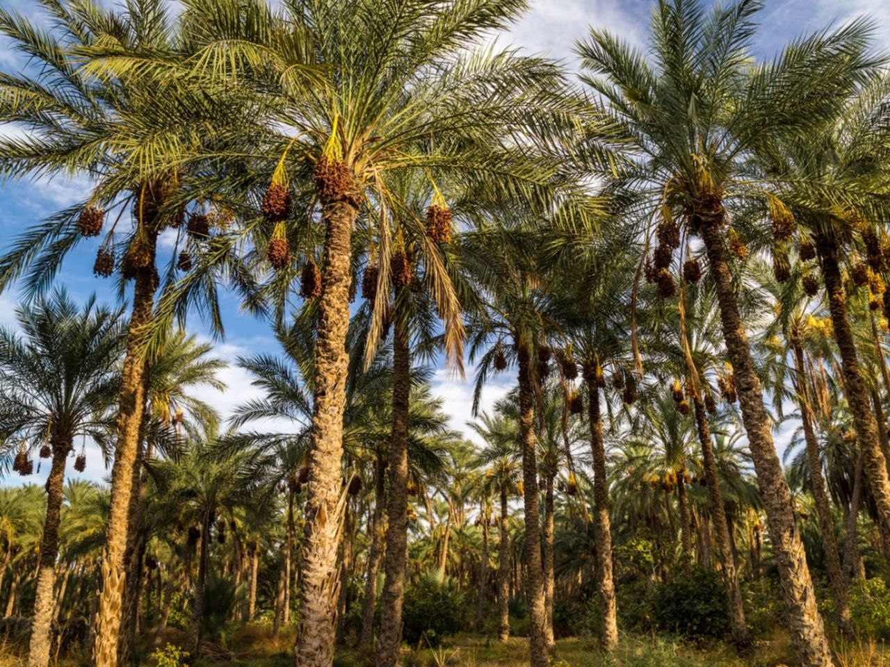 Large Trees