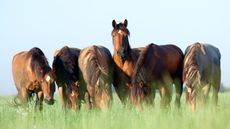 Medium-shutterstock_62674354.jpg