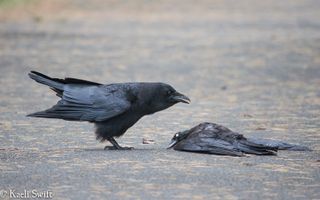 While crows may gather and call at the sight of a dead crow, they don't usually get close to it.
