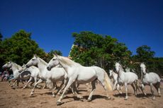 National-Stud-at-Kladruby-nad-Labem-A-Herd-of-Broodmares-Photo-by-Magdalena-Strakova-e1540393982870.jpg