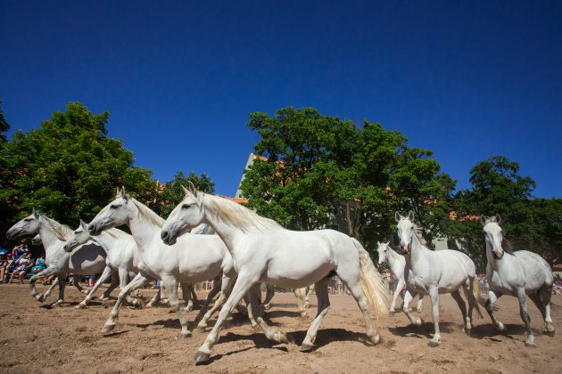 National-Stud-at-Kladruby-nad-Labem-A-Herd-of-Broodmares-Photo-by-Magdalena-Strakova-e1540393982870.jpg