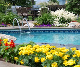 colorful flowers planted in borders around the edge of a backyard pool