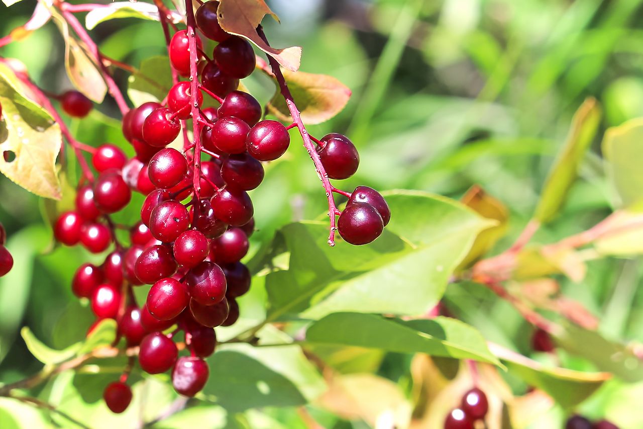Trees with red berries: our favorite red berry trees | Homes and Gardens