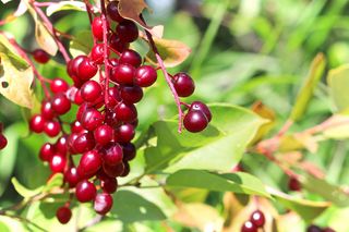 Red berries of the chokecherry tree