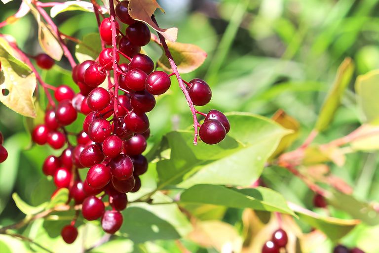 Trees with red berries: our favorite red berry trees | Homes and Gardens