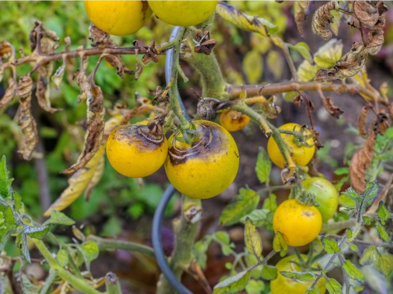 Late Blight Infected Tomatoes