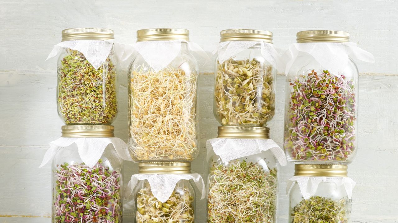 Beansprouts in glass jars with green sprouting