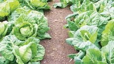 Cabbages growing in a vegetable garden