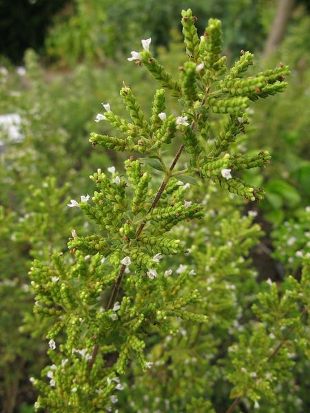 Syrian oregano