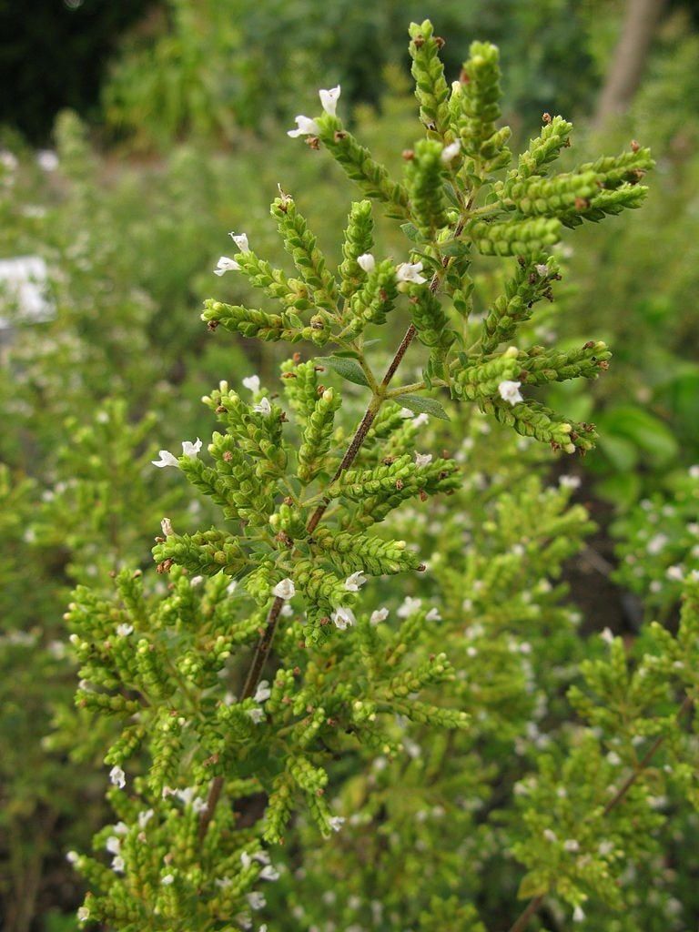 Syrian oregano