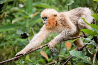Golden snub-nose monkeys live in bands of dozens to hundreds in forests between 4,900 feet and more than 11,000 feet (1,500 meters to 3,400 meters) elevation.