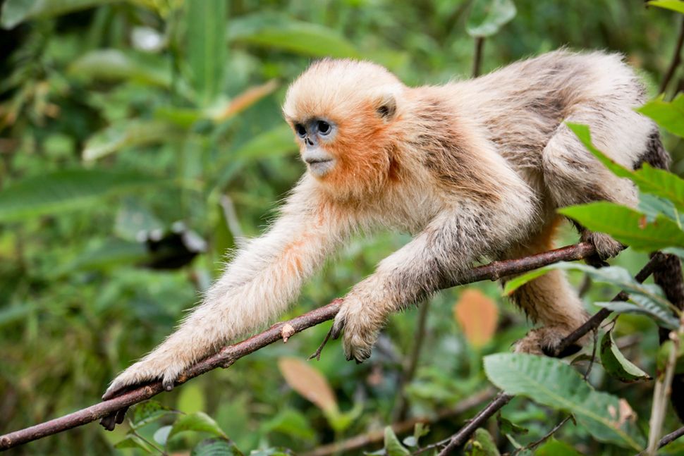 Photos: The Amazing Animals of China | Live Science