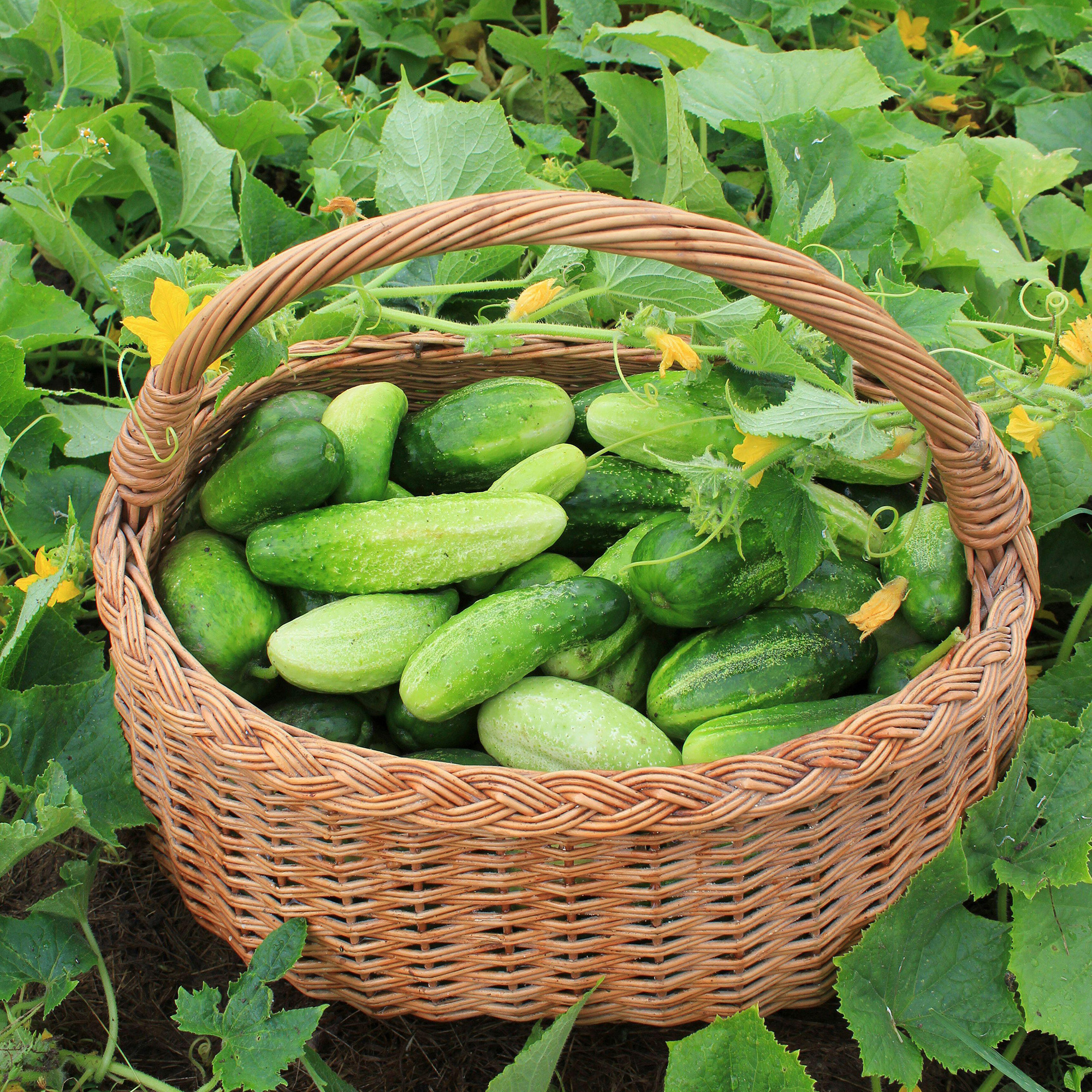 Fresh harvest of cucumbers in a basket. Gardening background with green plants