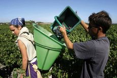 Picking in Bordeaux Harvest