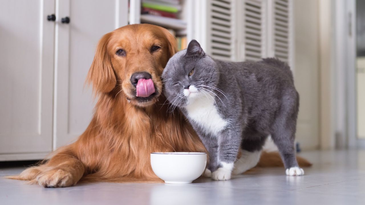 Cat and dog (Image: PXhere.com)