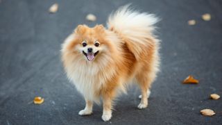 Pomeranian