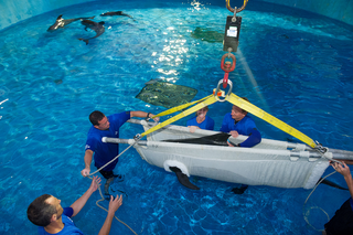 SeaWorld animal rescue team members (from left) Brian McFadden, Jeff Braso, Kelly Flaherty Clark and Brant Gabriel use a stretcher to lower a juvenile pilot whale into the rehab pool at SeaWorld Orlando’s quarantine area.
