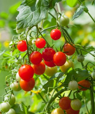 best budget plants: Tomato 'Micro Cherry', Sarah Raven