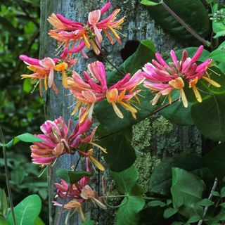 Scented honeysuckle