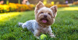 Westie dog sat on a lawn with a tennis ball to support a guide on what to do if your lawn is yellow