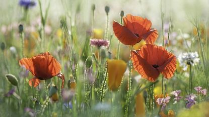 Can you fertilize wildflowers