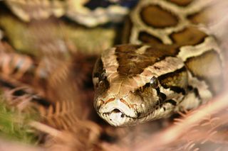 The Burmese python isn't venomous, but the non-native species is destroying the native wildlife in Florida's Everglades.