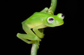 costa rican frog