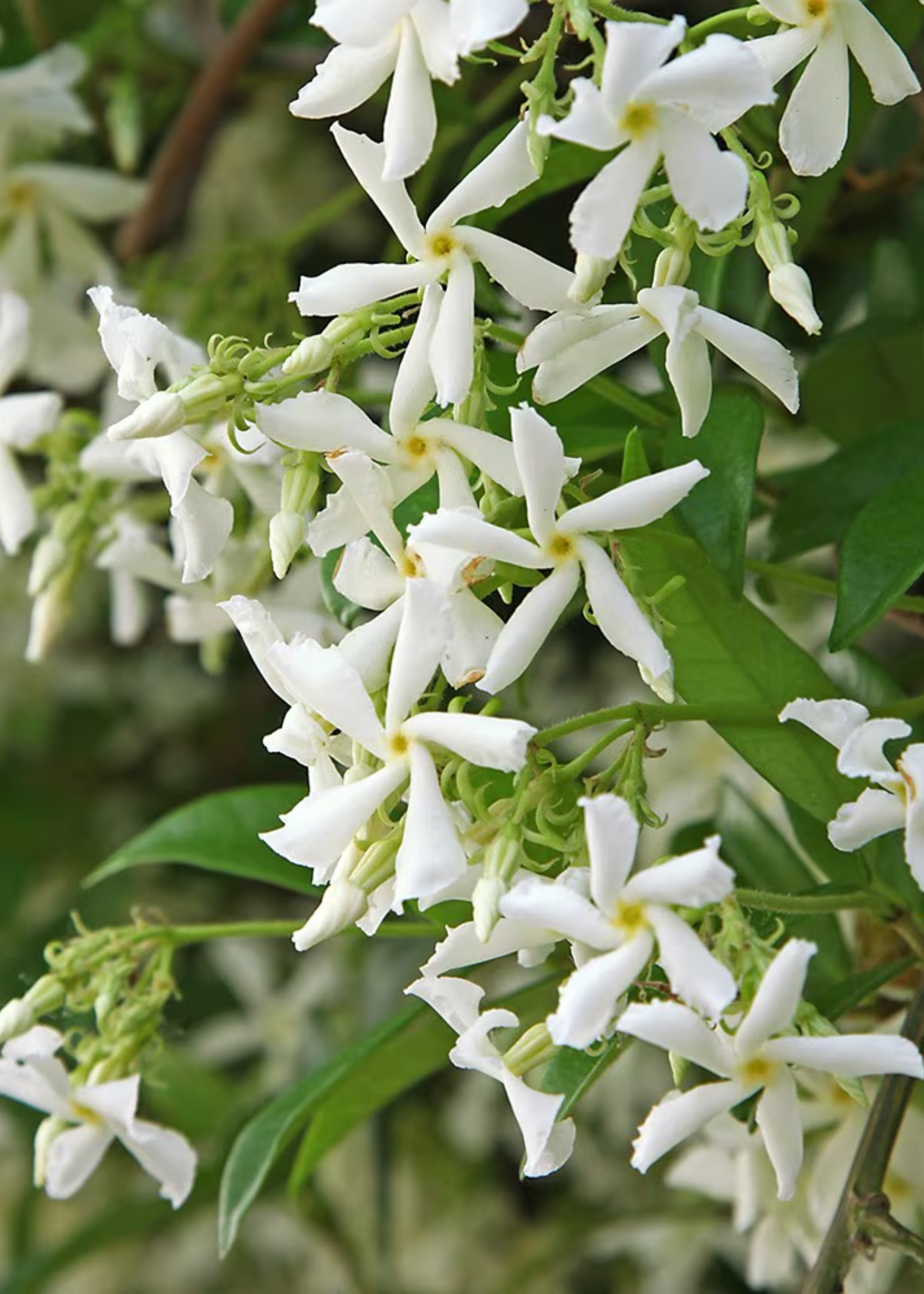 A close-up of star jasmine
