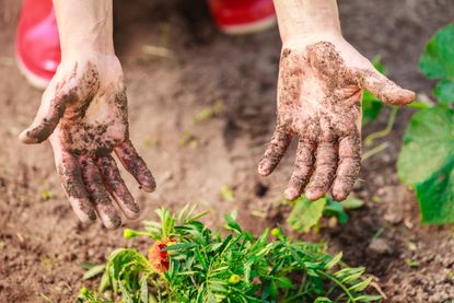 Gardener In Garden With Dirty Hands