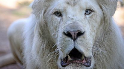 A white lion 