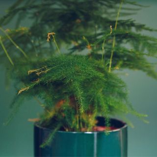 Aspargus Setaceus, green houseplant in flowerpot, close up