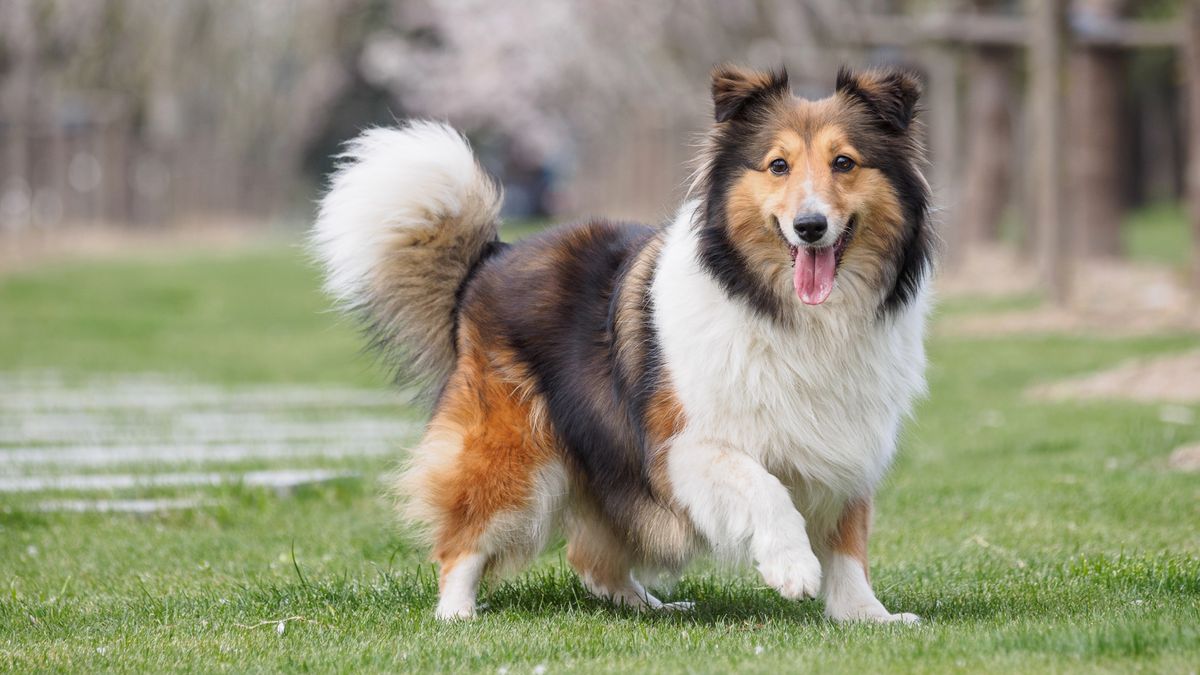 Trainer shares the secret to improving your dog’s recall