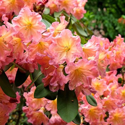 rhododendron Back Choir with pink flowers